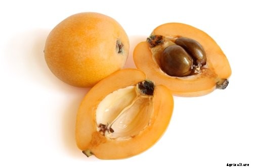 Loquat Production Technology