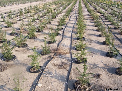 Loquat Production Technology