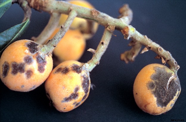 Loquat Production Technology