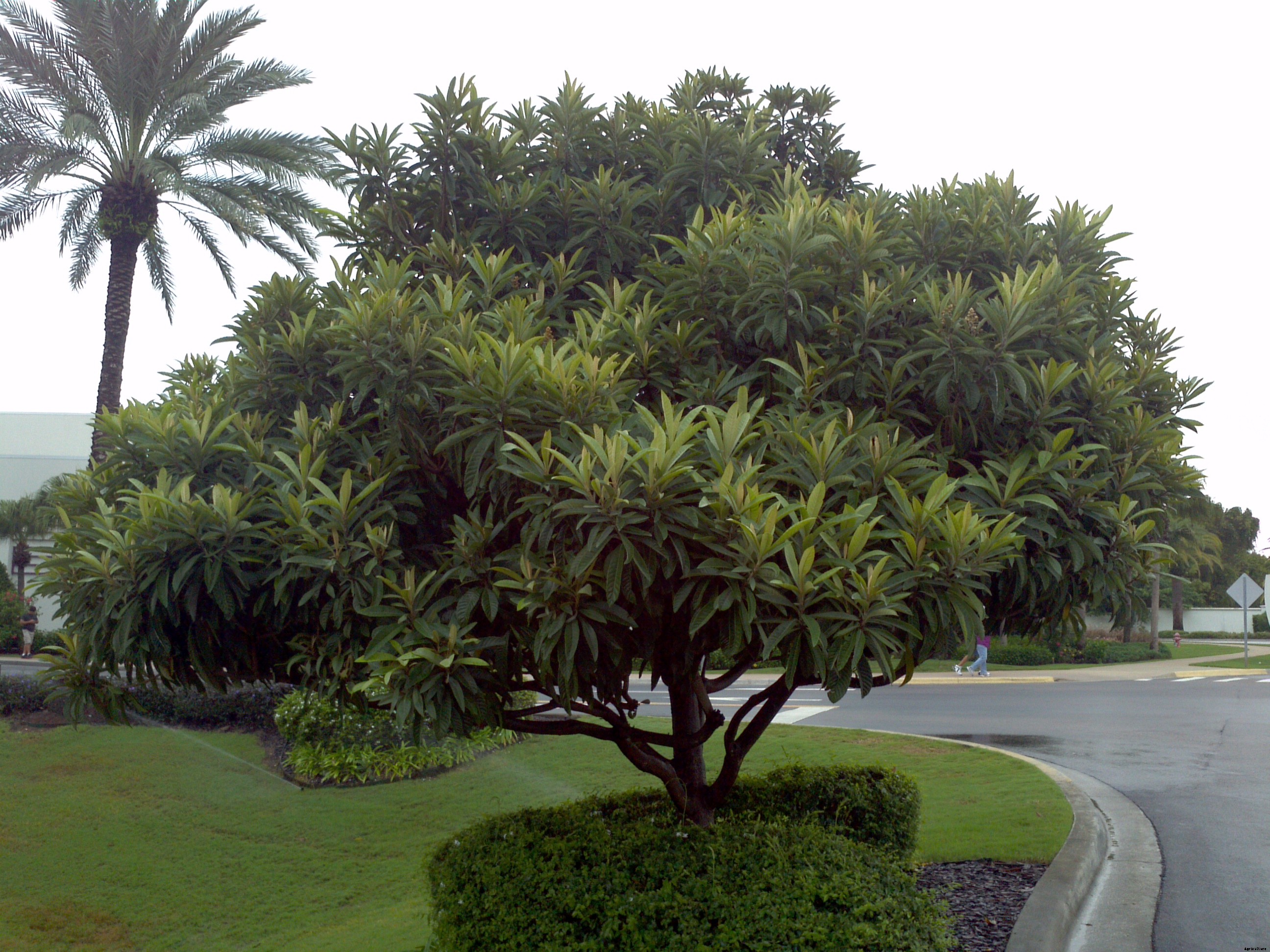 Loquat Production Technology