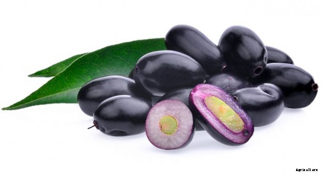 Jamun Production Technology