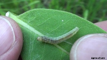 Jamun Production Technology