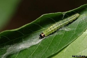 Jamun Production Technology
