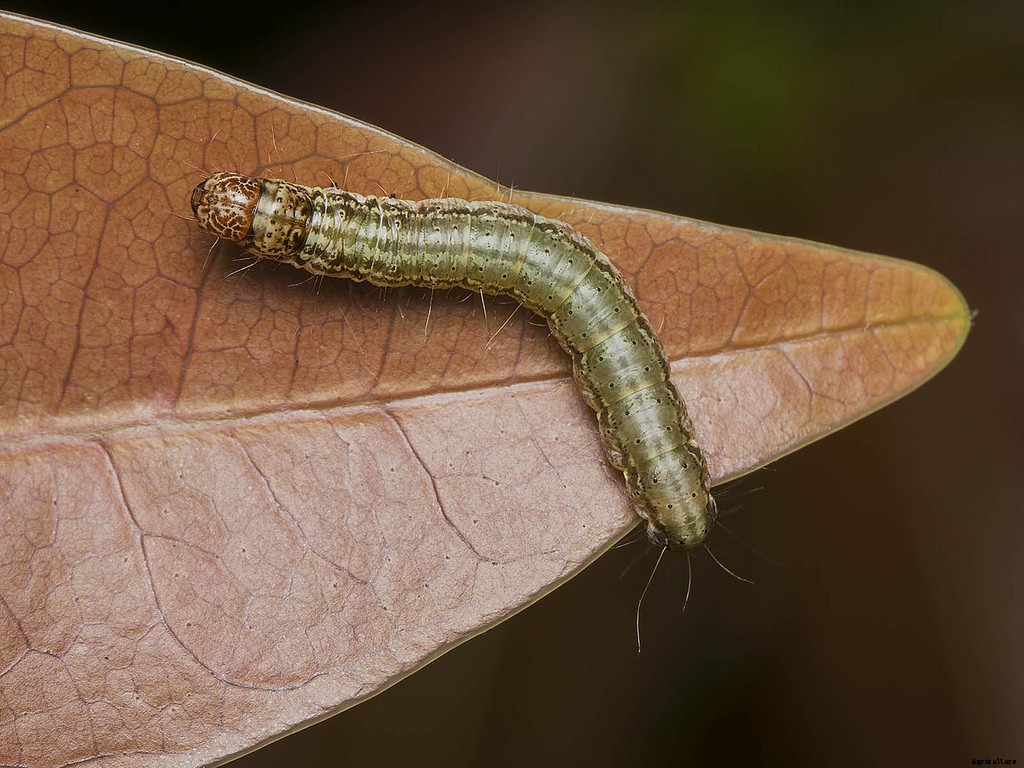 Jamun Production Technology