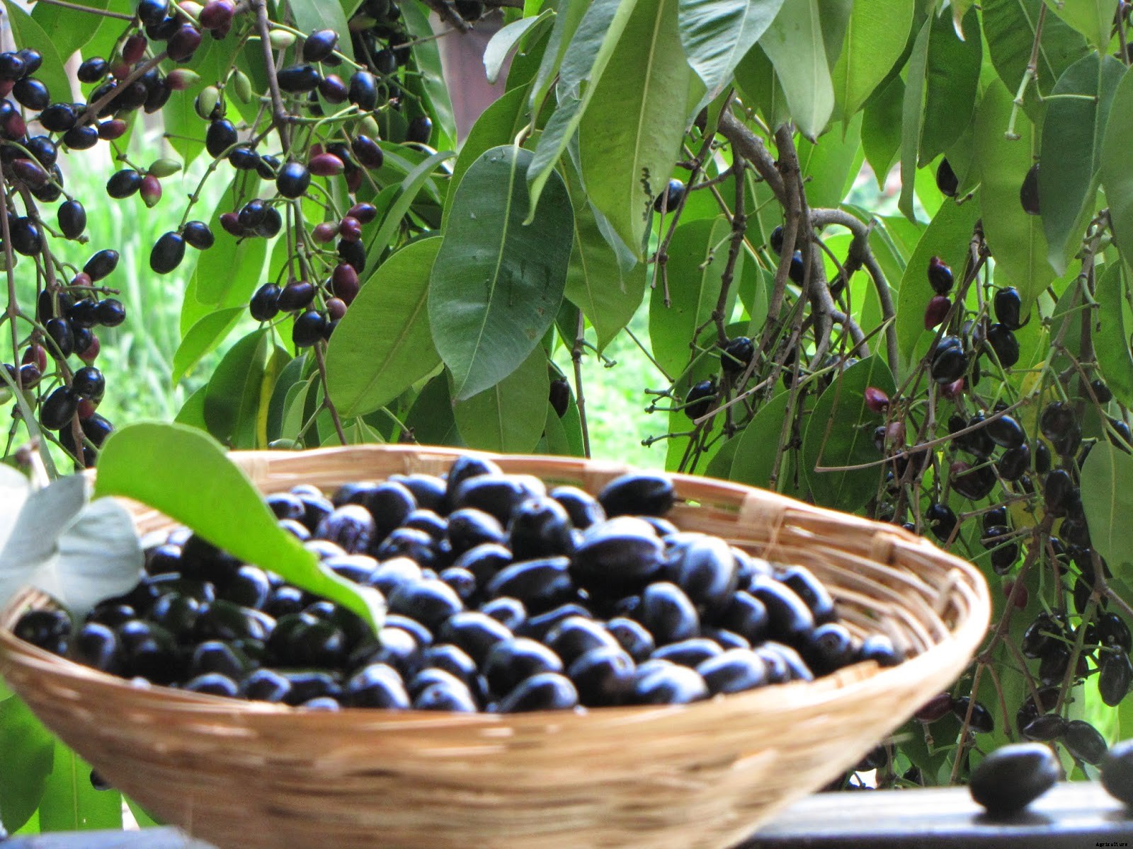 Jamun Production Technology