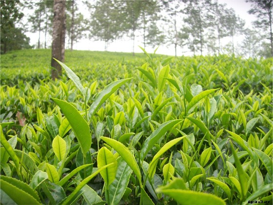 Tea Cultivation Technology