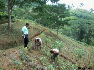 Tea Cultivation Technology