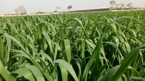 MottGrass Production Technology