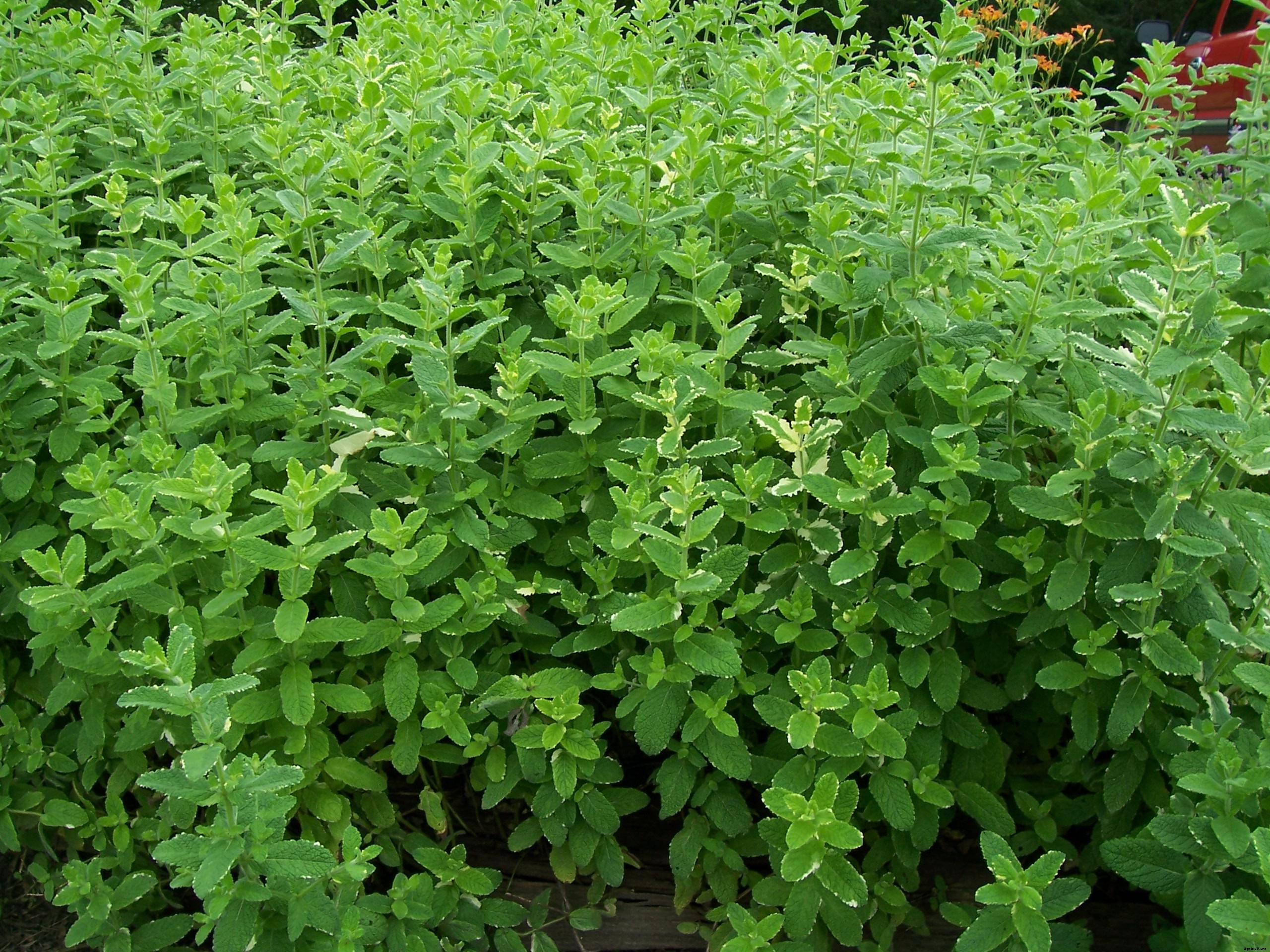 Mint Production Technology