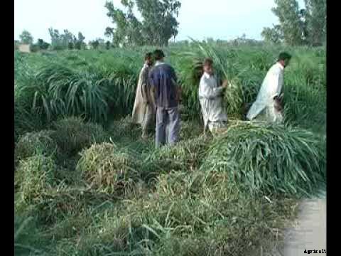 MottGrass Production Technology