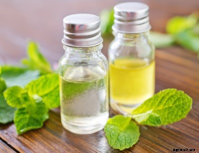 Mint Production Technology