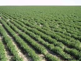 Mint Production Technology