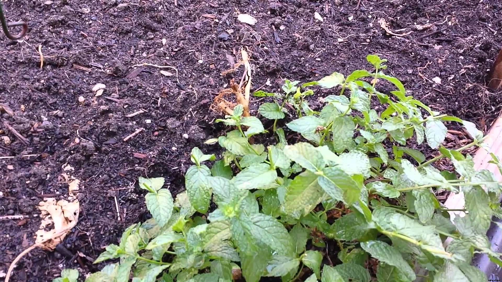 Mint Production Technology