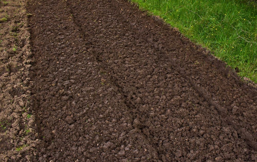 Mint Production Technology