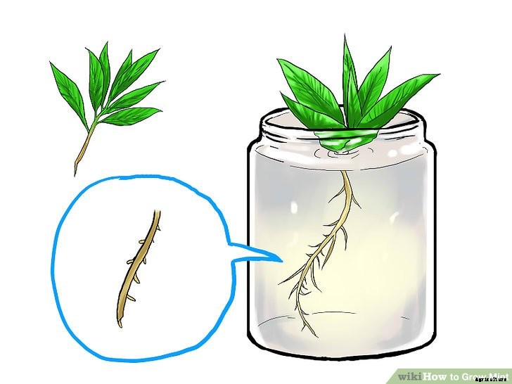 Mint Production Technology