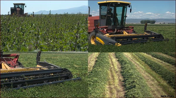 Mint Production Technology