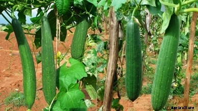 SPONGE GOURD PRODUCTION TECHNOLOGY
