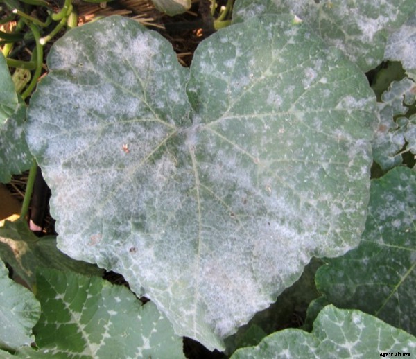 SPONGE GOURD PRODUCTION TECHNOLOGY