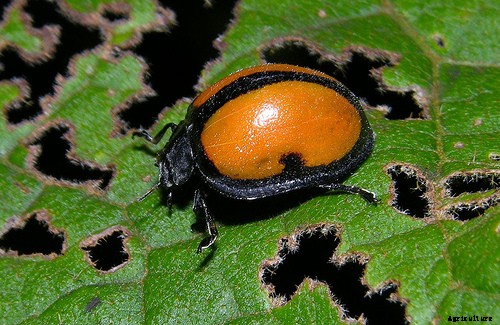 SPONGE GOURD PRODUCTION TECHNOLOGY