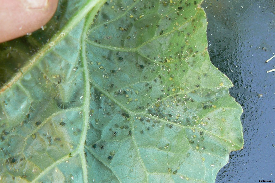SPONGE GOURD PRODUCTION TECHNOLOGY