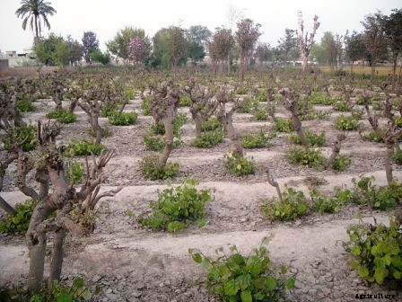 Phalsa (Grewia subinequallis DC, Tiliaceae)