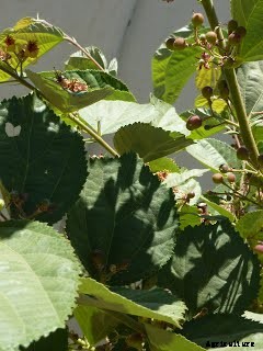 Phalsa (Grewia subinequallis DC, Tiliaceae)