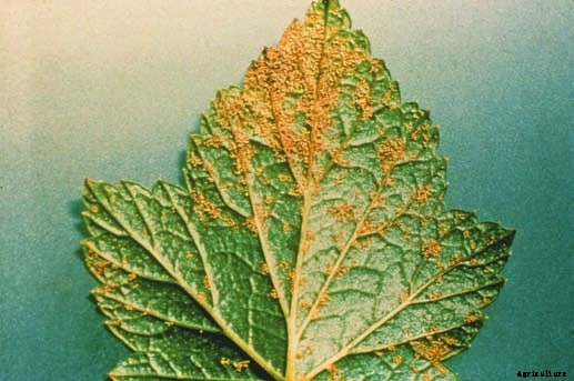 Phalsa (Grewia subinequallis DC, Tiliaceae)