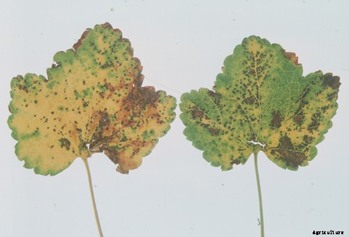 Phalsa (Grewia subinequallis DC, Tiliaceae)