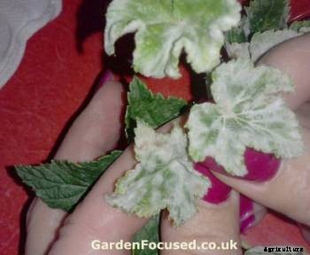 Phalsa (Grewia subinequallis DC, Tiliaceae)