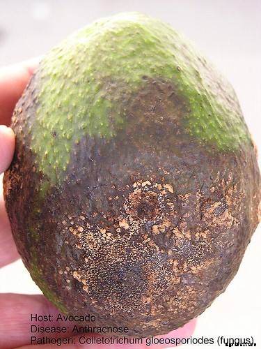 Avocado Cultivation
