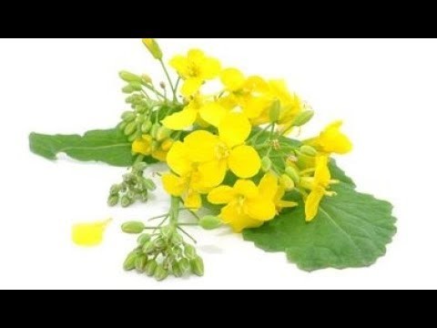 Canola Production Technology