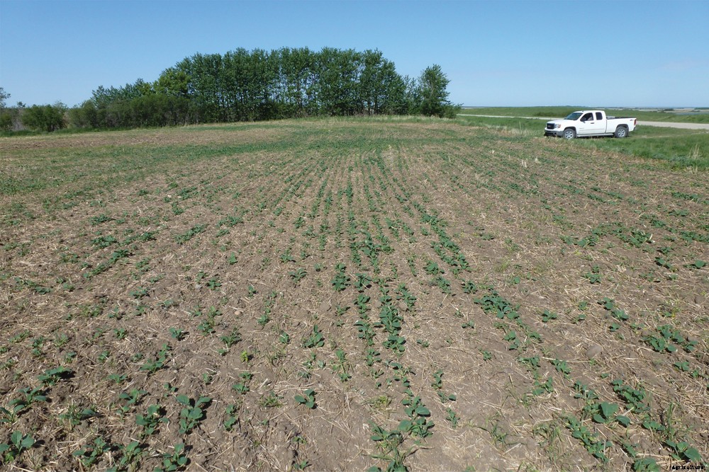 Canola Production Technology