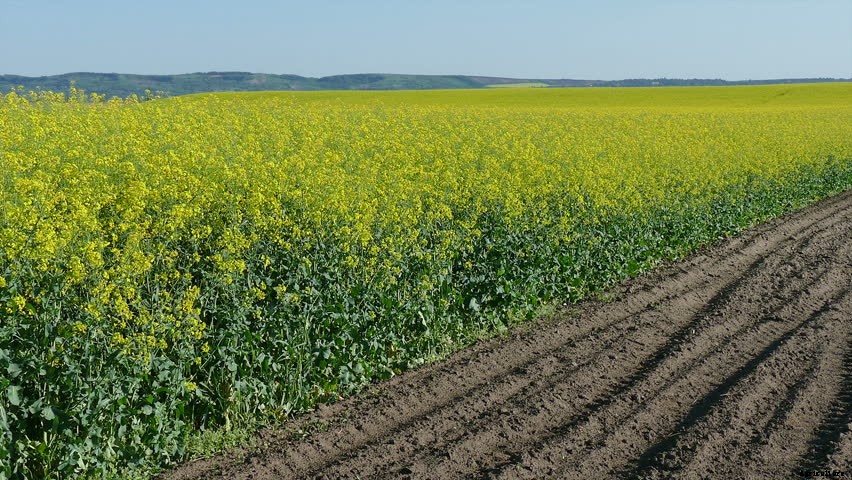 Canola Production Technology