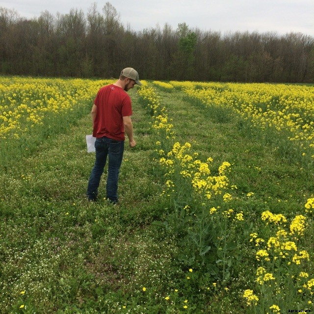 Canola Production Technology