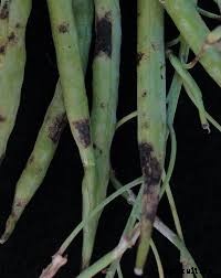 Canola Production Technology