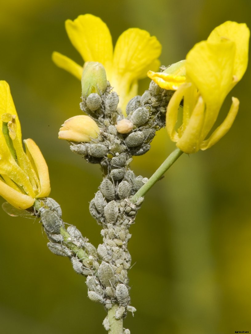 Canola Production Technology