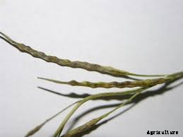 Canola Production Technology