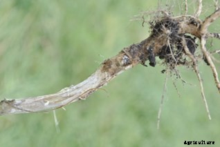 Canola Production Technology