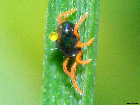 Canola Production Technology