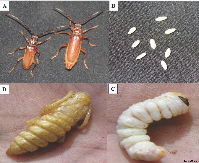 Date Palm Production
