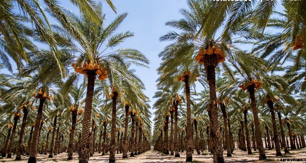 Date Palm Production