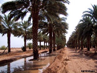 Date Palm Production