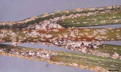 Date Palm Production