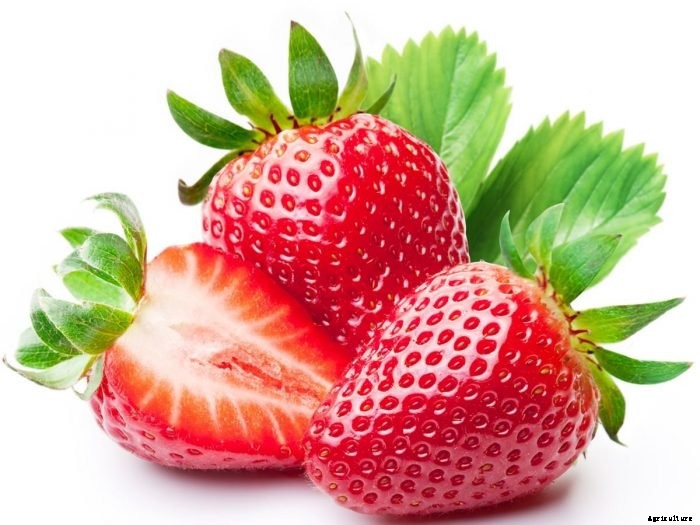 Strawberry Cultivation