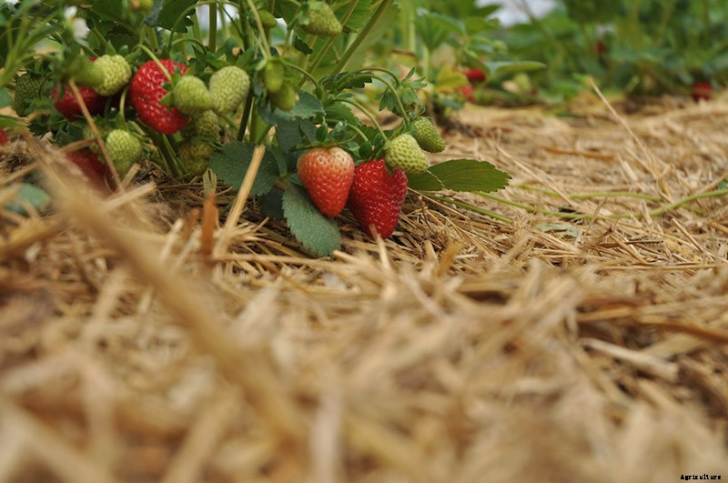 Strawberry Cultivation