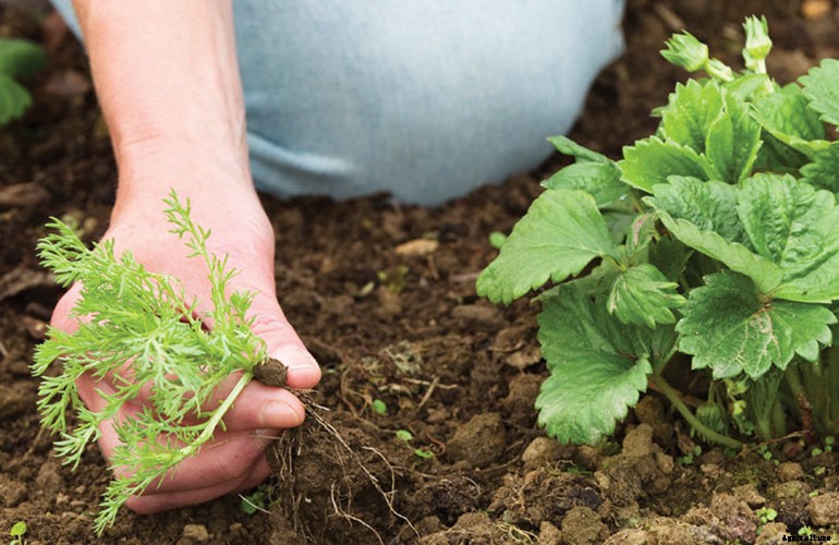 Strawberry Cultivation
