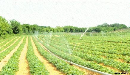 Strawberry Cultivation