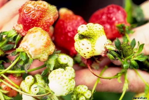 Strawberry Cultivation