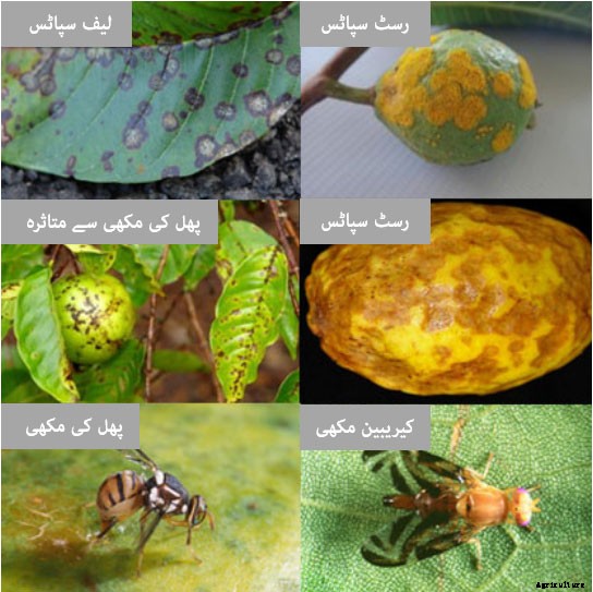 Guava Production Technology