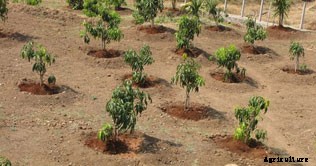 Guava Production Technology